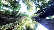 Mysteries Entombed within the Redwoods Realm: Part 1