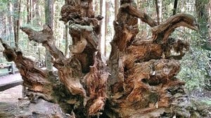 Mysteries Entombed within the Redwoods Realm: Part 2